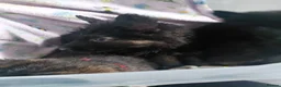 German Shepherd dogs for sale: Longhair German shepherd puppies  - Advert 3