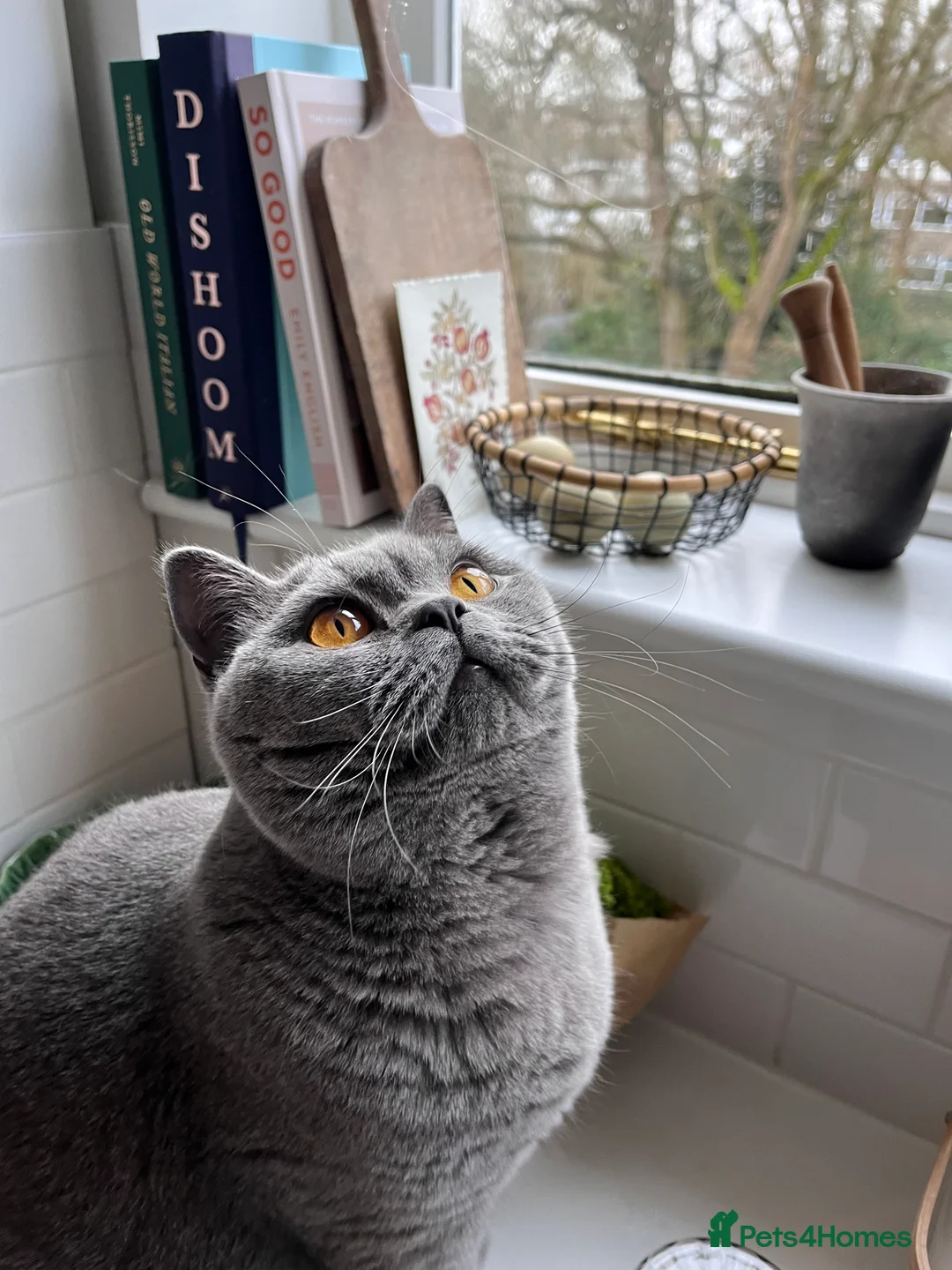 British Shorthair cats for sale: British Blue, male, 1.5yrs old in London - Advert 2