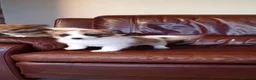 Pomapoo dogs for sale: Pomapoo puppies in Manchester - Advert 2