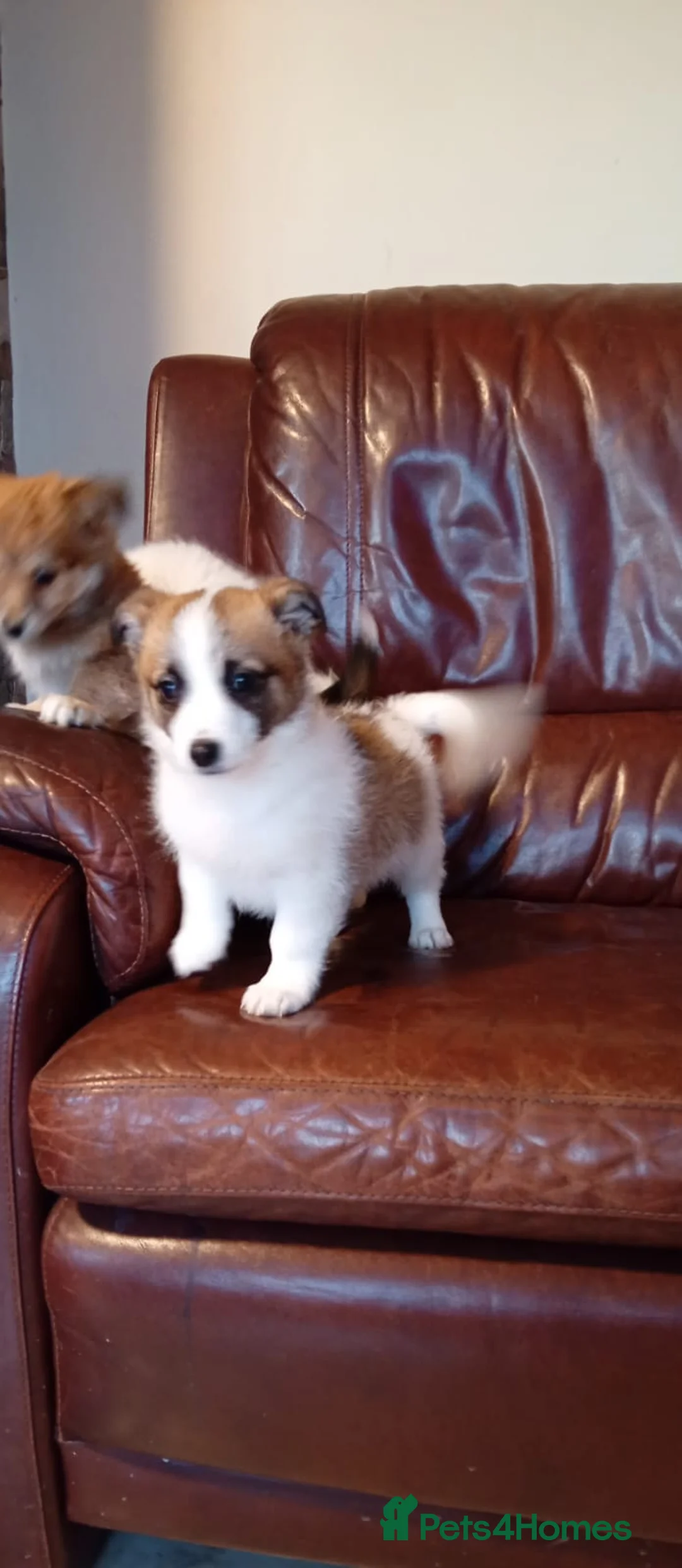 Pomapoo dogs for sale: Pomapoo puppies in Manchester - Advert 2