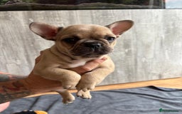 French Bulldog dogs for sale: French Bulldog Puppies - Image 2