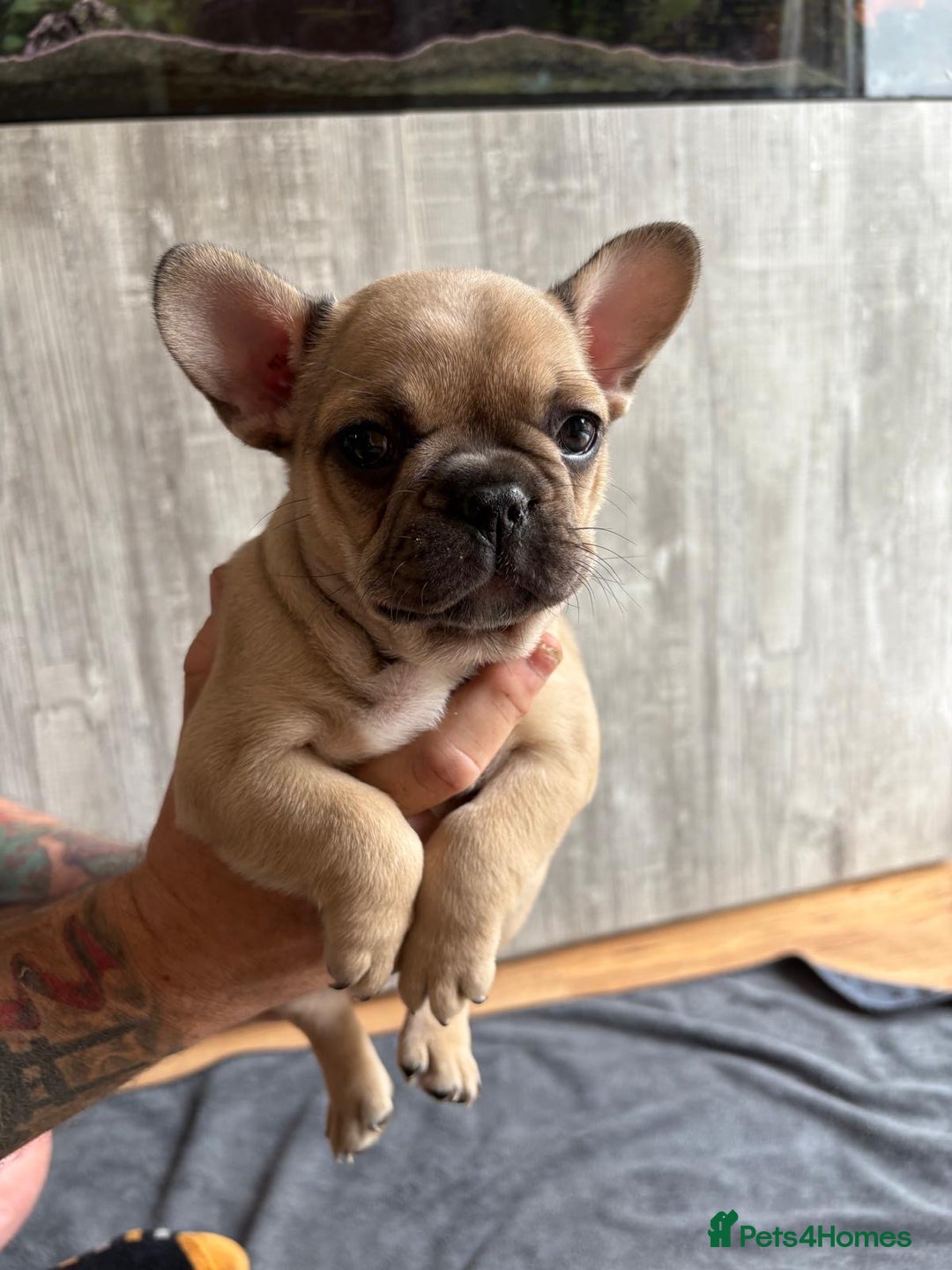 French Bulldog dogs for sale: French Bulldog Puppies - Image 2