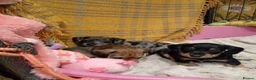 Mixed Breed dogs for sale: Miniature schnoxies  - Advert 15