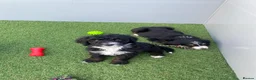 Bernedoodle dogs for sale: Beautiful Tri colour bernedoodle puppies  - Advert 18