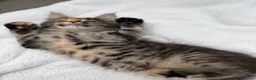 Maine Coon cats for sale: Pure breed beautiful main coon kitten  - Advert 15