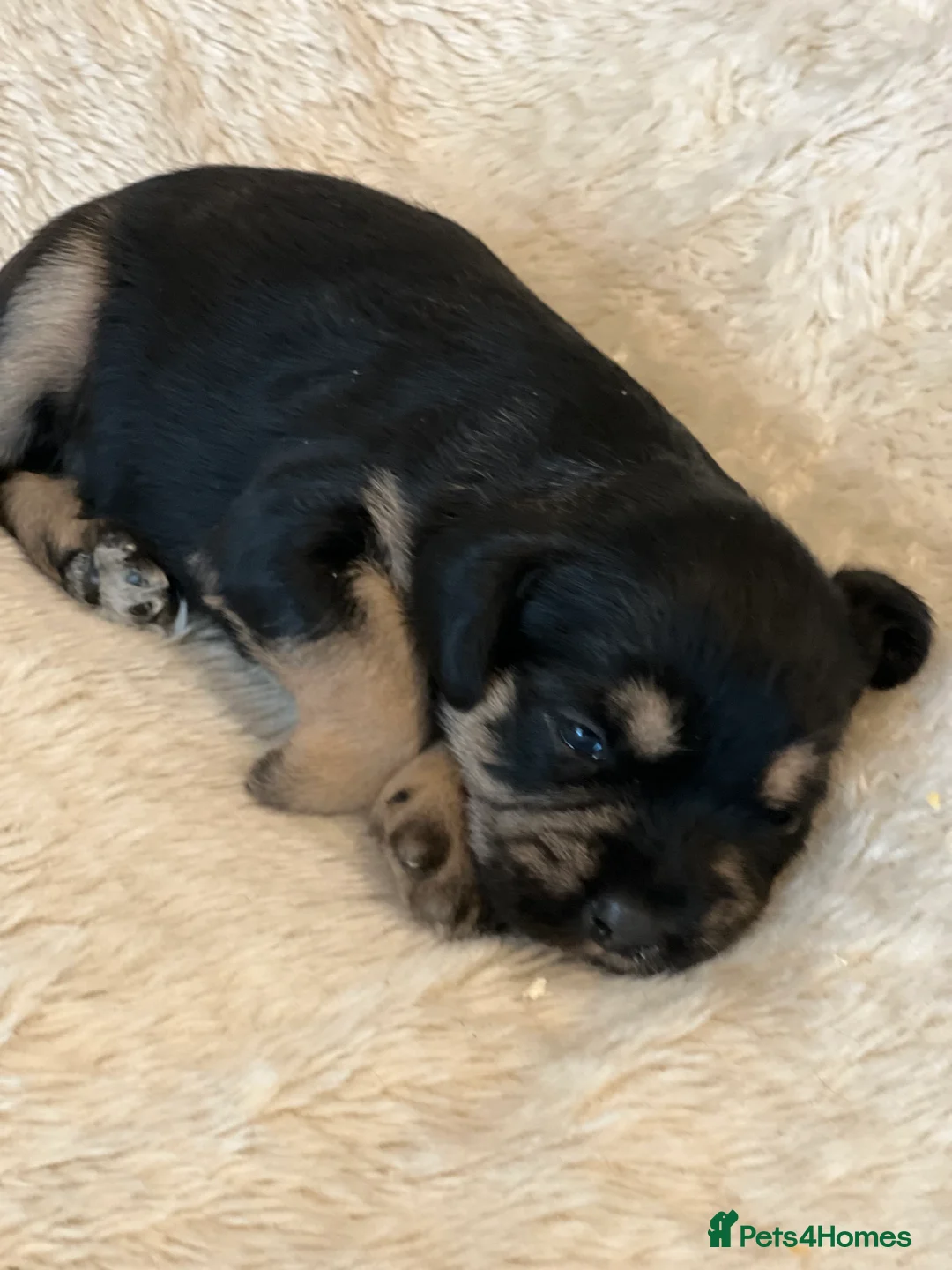 Mixed Breed dogs for sale: SCHNAVALIER PUPPIES  - Advert 1