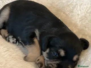 Mixed Breed dogs SCHNAVALIER PUPPIES - Advert 1