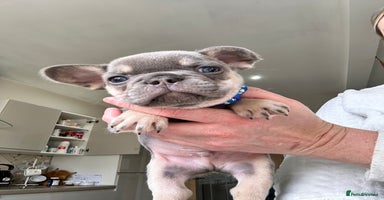 French Bulldog dogs - Advert 9