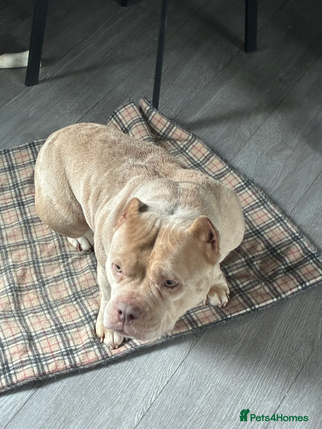 American Bully dogs for sale: 5 yearold micro bully  - Advert 2