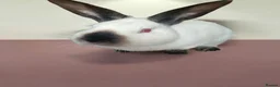 Californian rabbits for sale: Pure Californian girl - Advert 2