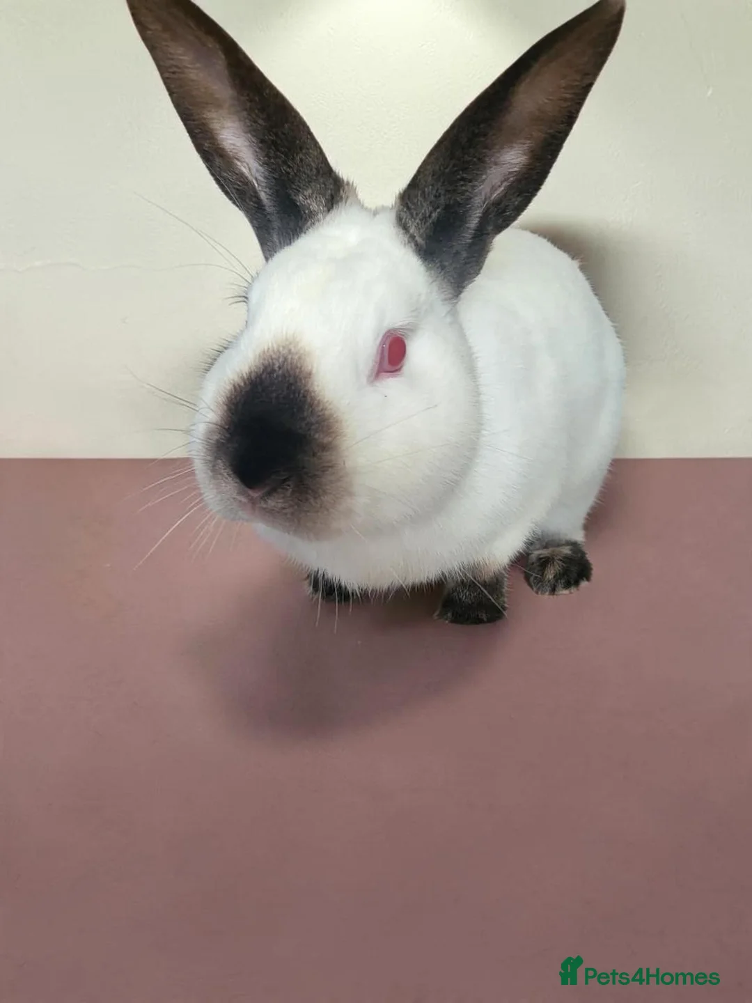 Californian rabbits for sale: Pure Californian girl - Advert 2