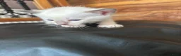 Siamese cats for sale: *female avaliable!* 5 Stunning Siamese Kittens - Advert 12