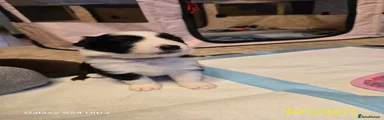 Border Collie 3