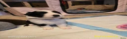 Border Collie dogs for sale: BORDER COLLIE PUPPIES – BEAUTIFUL LITTER OF 9  in Wishaw - Advert 6