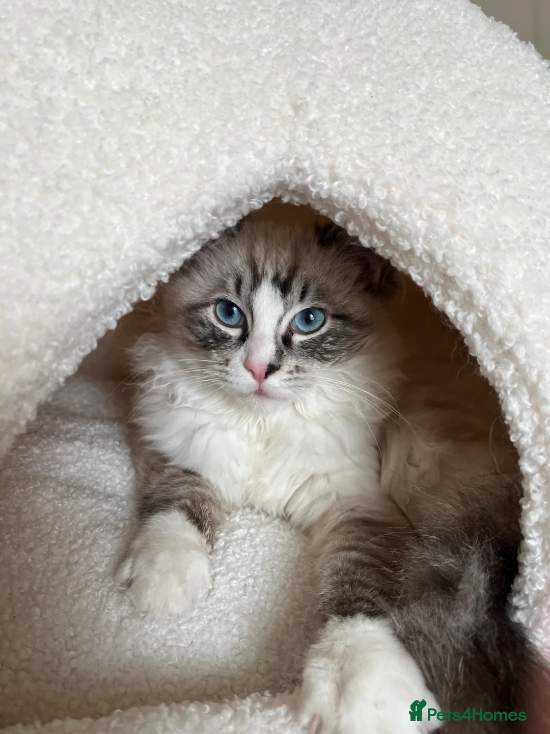 Ragdoll cats for sale: 6 month old male ragdoll  - Advert 2