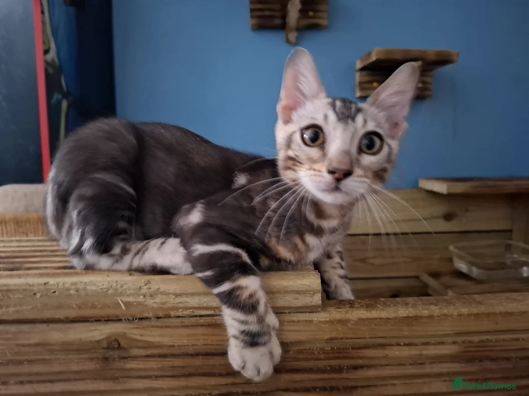 Bengal cats for sale: Outstanding Bengal Kittens TICA - Advert 1
