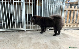 Chow Chow dogs for sale: Blue Chow Chow Female - Image 3