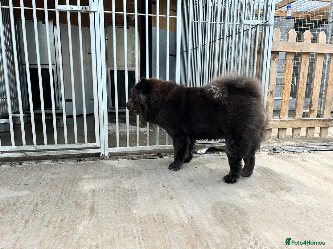 Chow Chow dogs for sale: Blue Chow Chow Female - Image 3