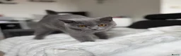 British Shorthair cats for sale: Pebble - Gorgeous Girl Looking For New Home - Advert 7