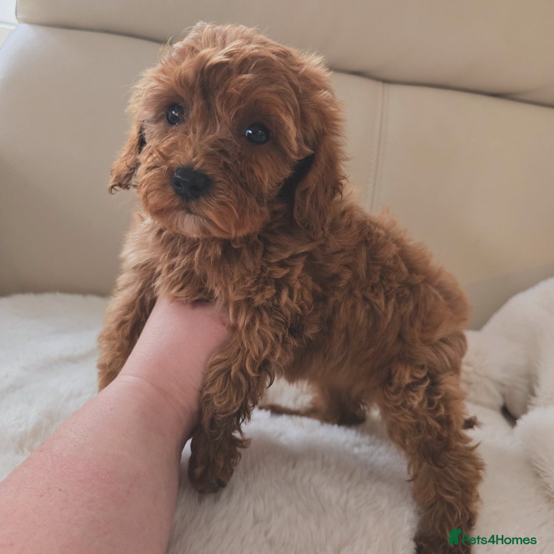 Cavapoo dogs for sale: Cavapoobabiesuk litter has arrived - Advert 2