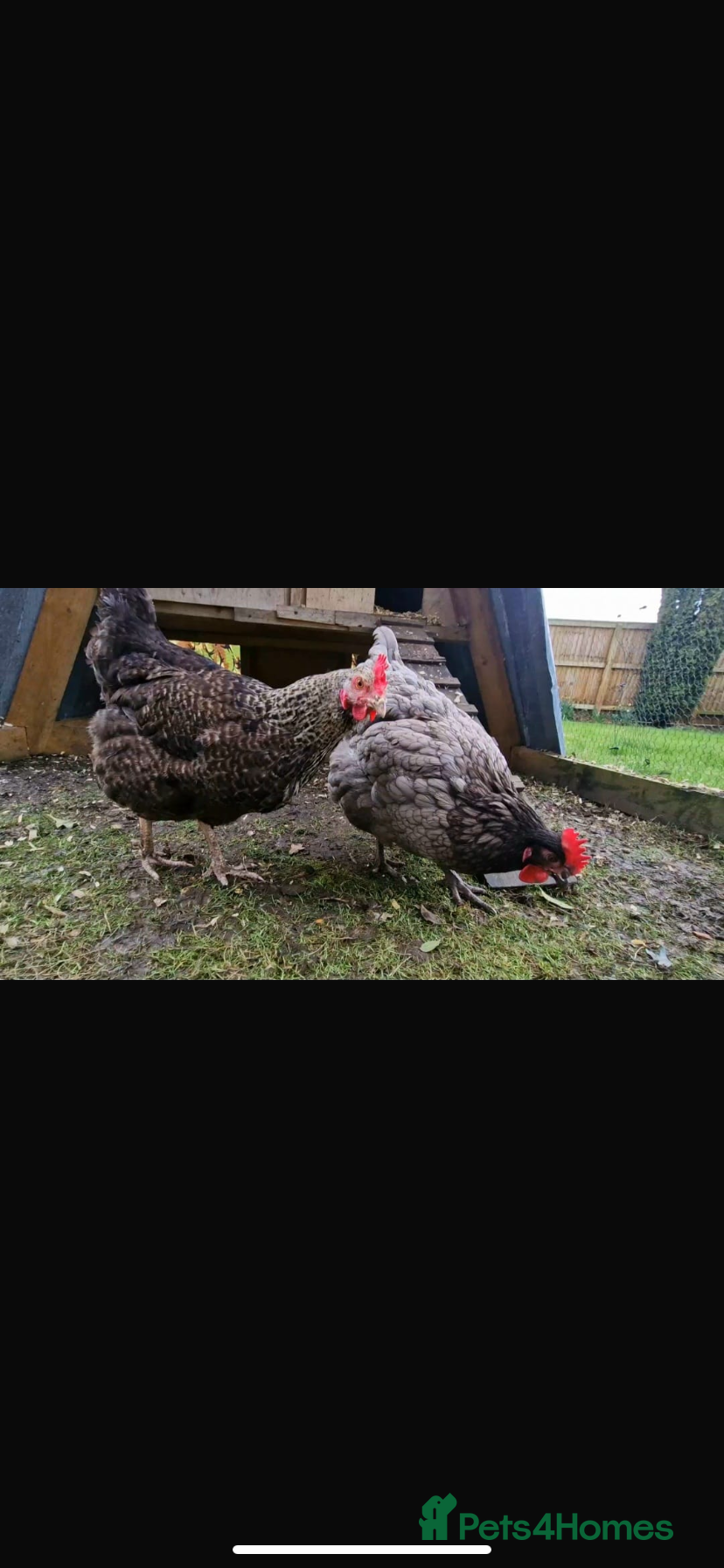 Chickens poultry Couple of layer hybrids POL - Advert 2