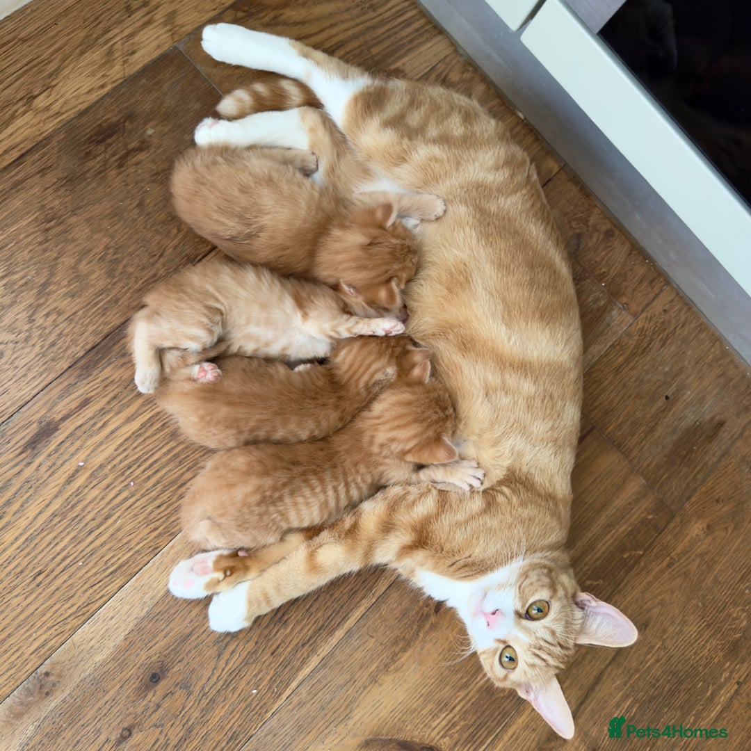 British Shorthair cats for sale: STUNNING 🤩 British Shorthair Queen 👑 litter  - Image 15