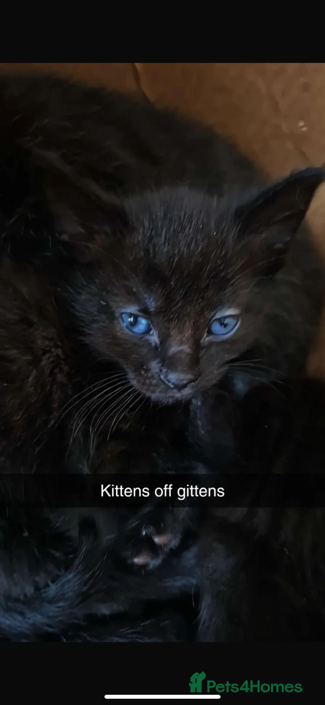 Mixed Breed cats for sale: 2 beautiful black girls left  - Advert 2