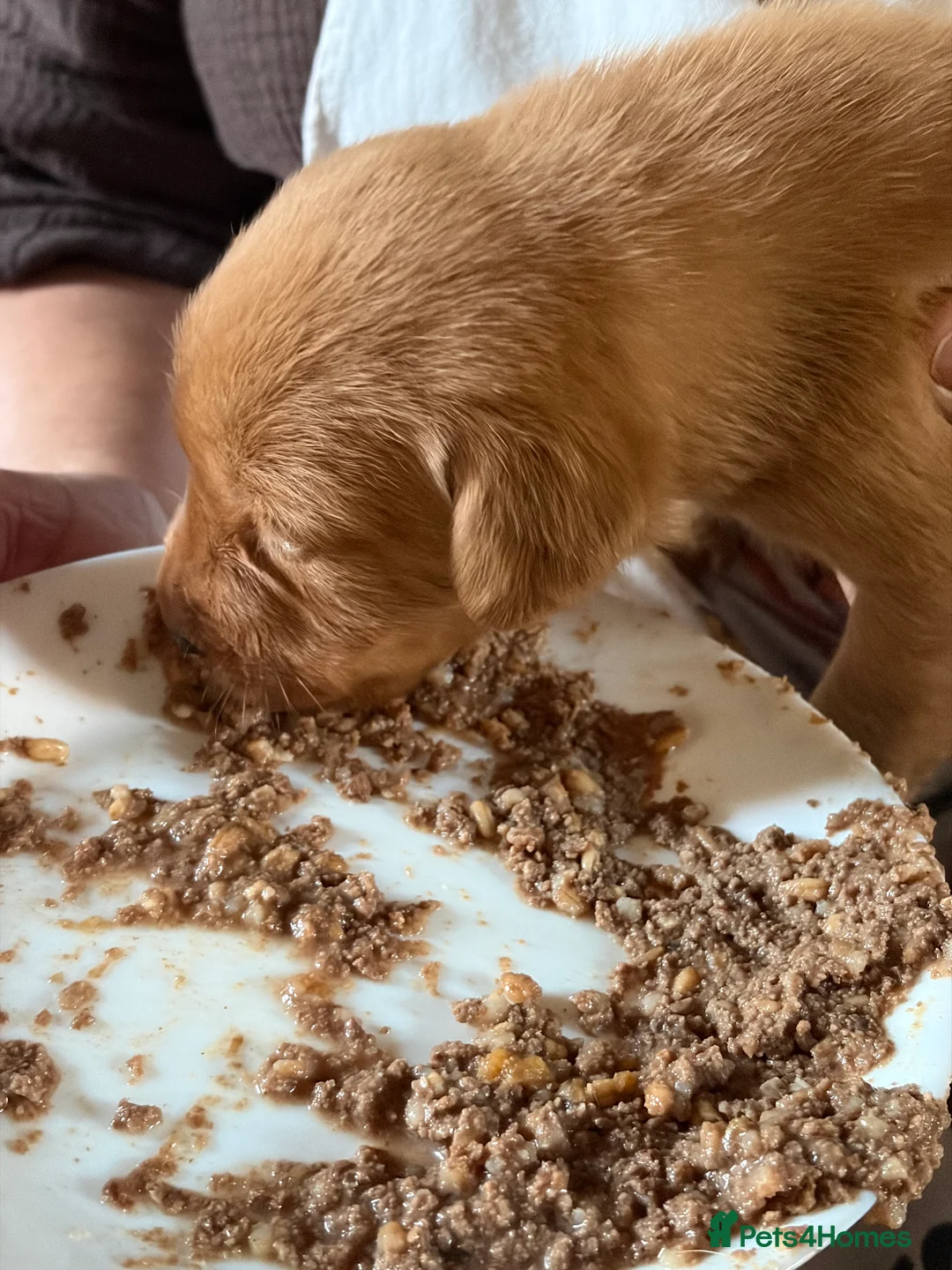 Labrador Retriever dogs for sale: Labrador  in Dorchester - Advert 7