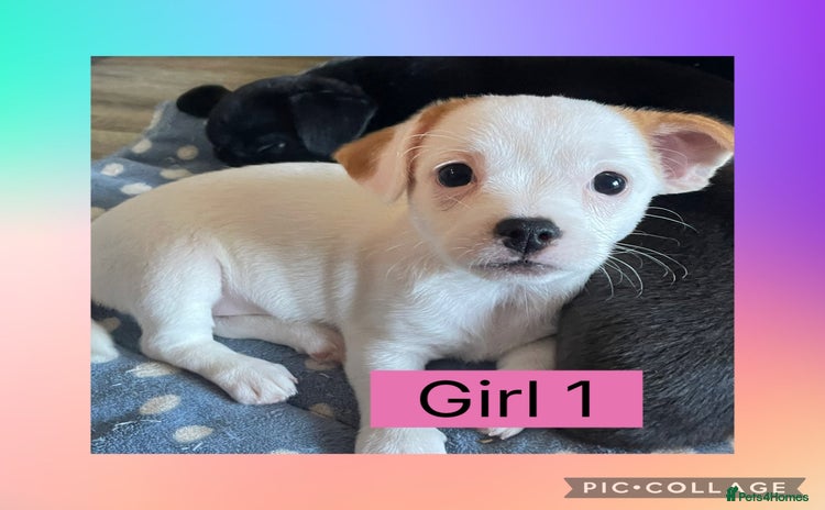 Mixed Breed dogs - Advert 3