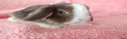 Mini Lop rabbits for sale: Baby mini lops for sale  - Advert 7