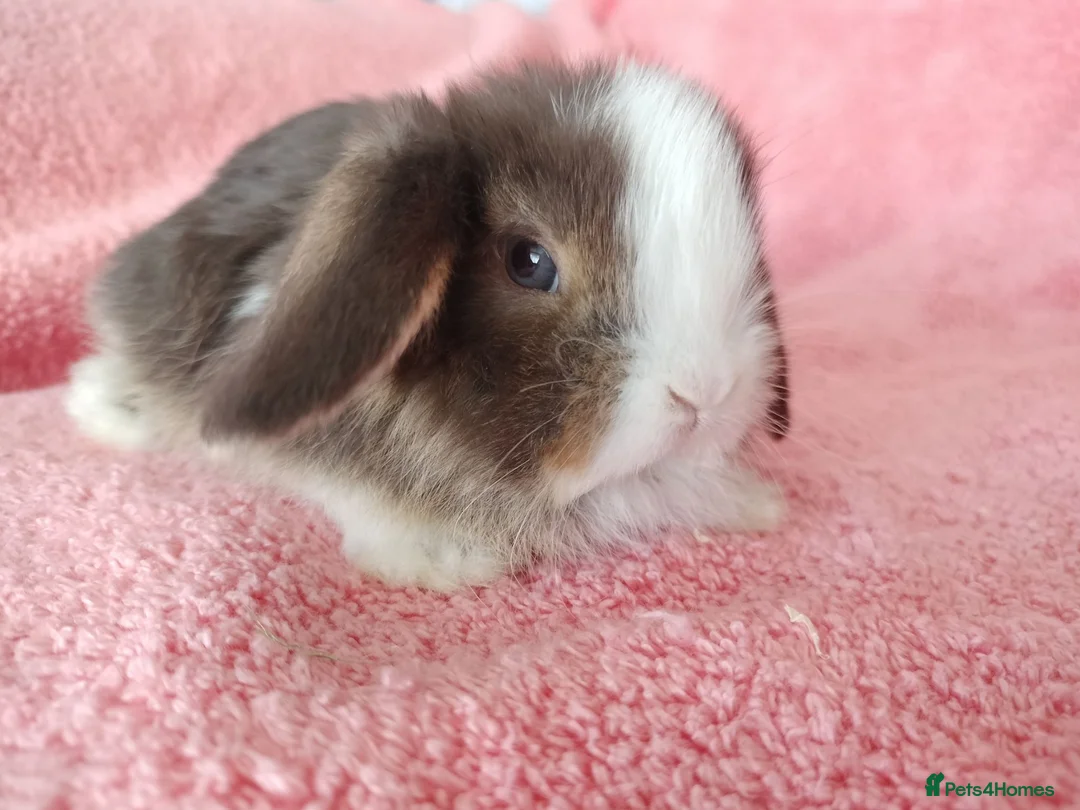 Mini Lop rabbits for sale: Baby mini lops for sale  - Advert 7