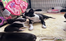 Boston Terrier dogs for sale: KC  Registered 🐕❤️🏠 Puupy 🐕💙🏠Boston Terrier  - Image 17