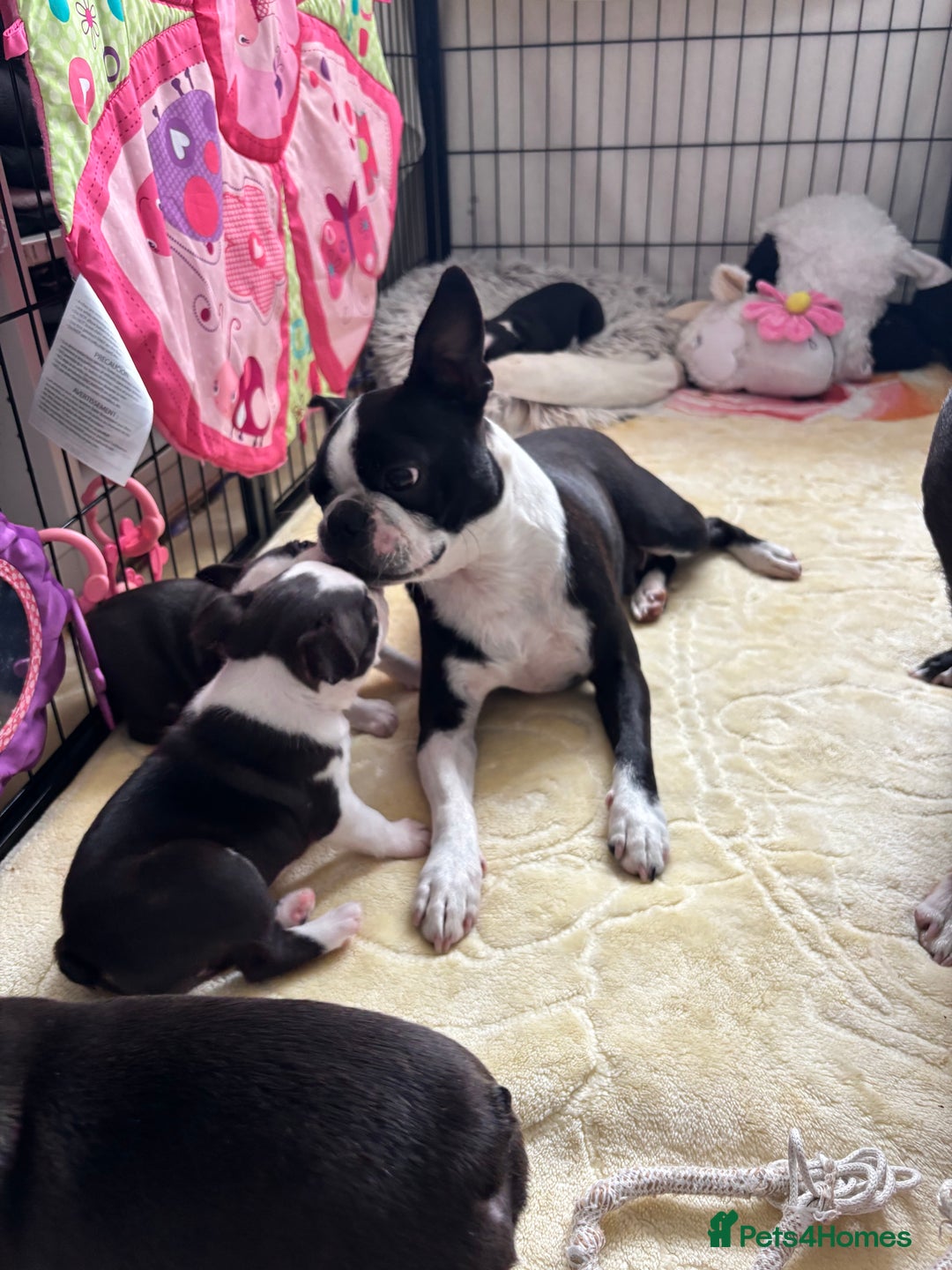 Boston Terrier dogs for sale: KC  Registered 🐕❤️🏠 Puupy 🐕💙🏠Boston Terrier  - Image 17