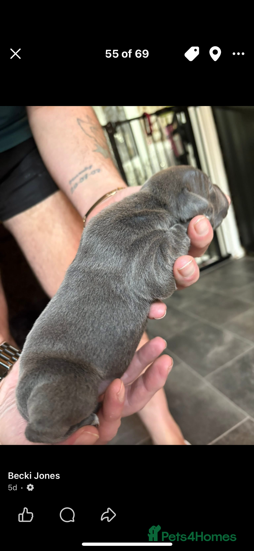 Staffordshire Bull Terrier dogs for sale: Blue staffy boy puppy - Advert 4