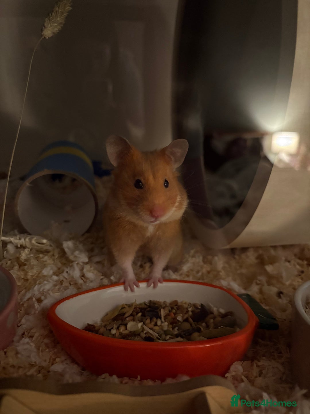 Hamster rodents for sale: female syrian hamster - Advert 1
