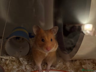 Hamster rodents female syrian hamster - Advert 1