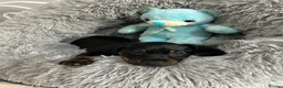 Dachshund dogs for sale:     Adorable Puppy Looking for a Loving Home - Advert 18