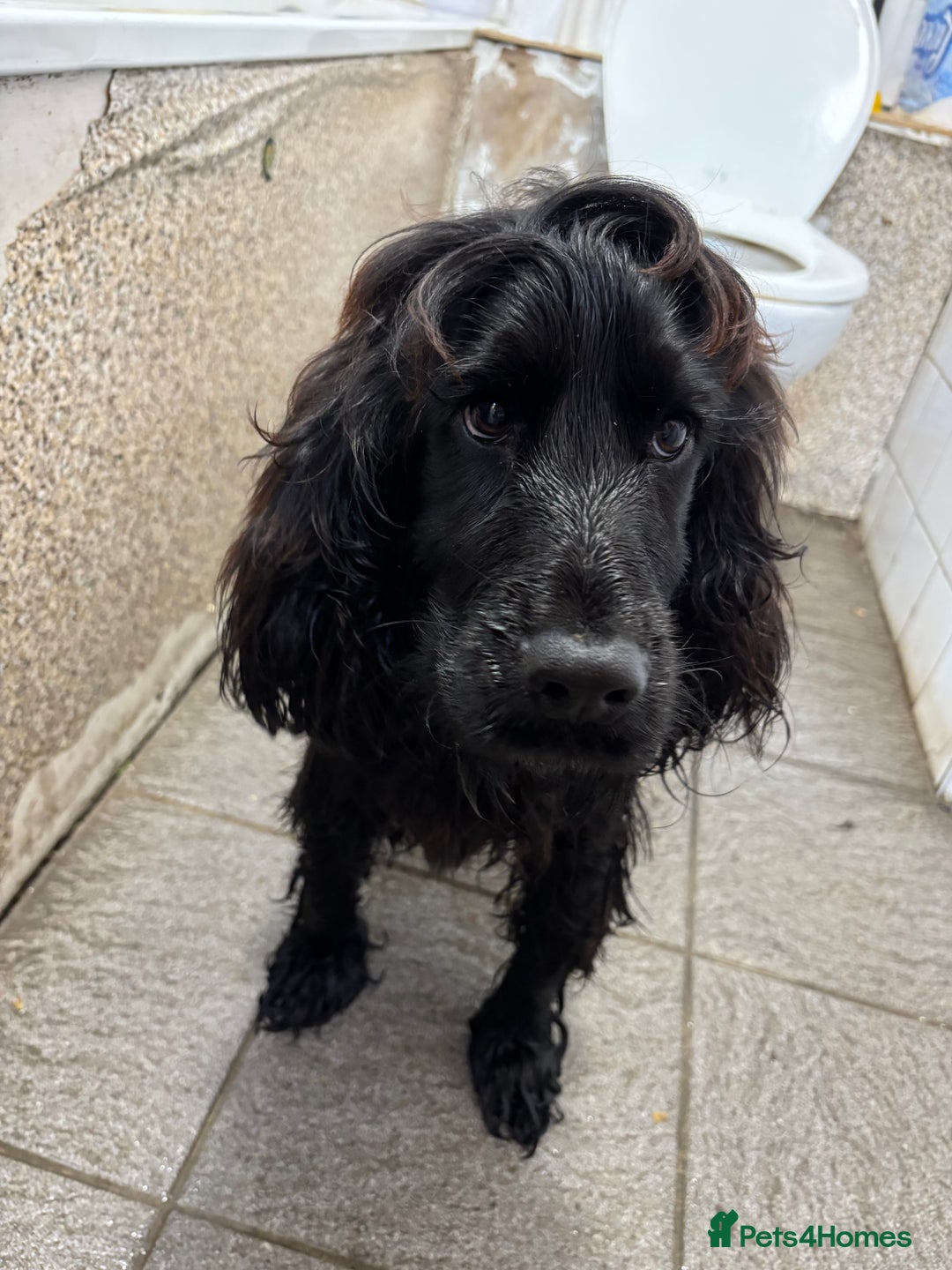 Cocker Spaniel dogs for sale: Show type cocker spaniel boy  - Advert 1