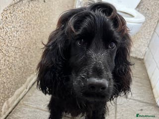 Cocker Spaniel dogs Show type cocker spaniel boy - Advert 17