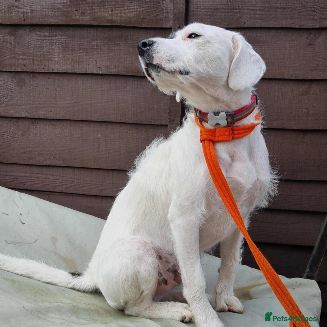 Mixed Breed dogs for adoption: Artemis - Fakenham Norfolk  - Image 3