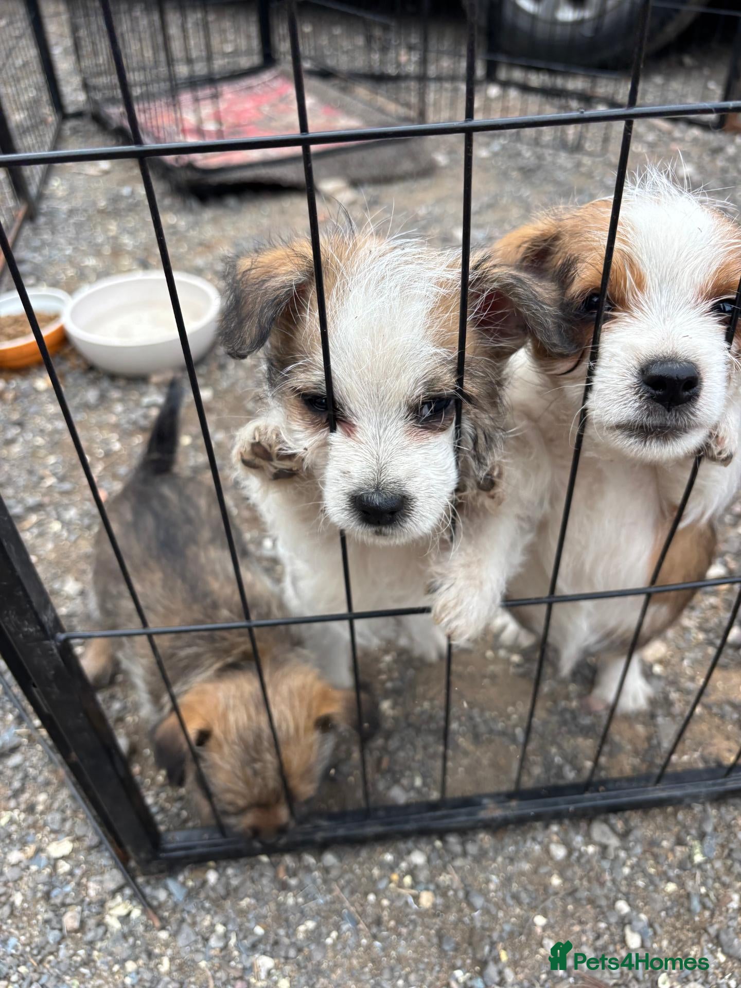 Mixed Breed dogs Adorable Shih Tzu/Jack Russell Puppies - Advert 2