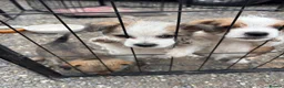 Mixed Breed dogs for sale: Adorable Shih Tzu/Jack Russell Puppies - Advert 2