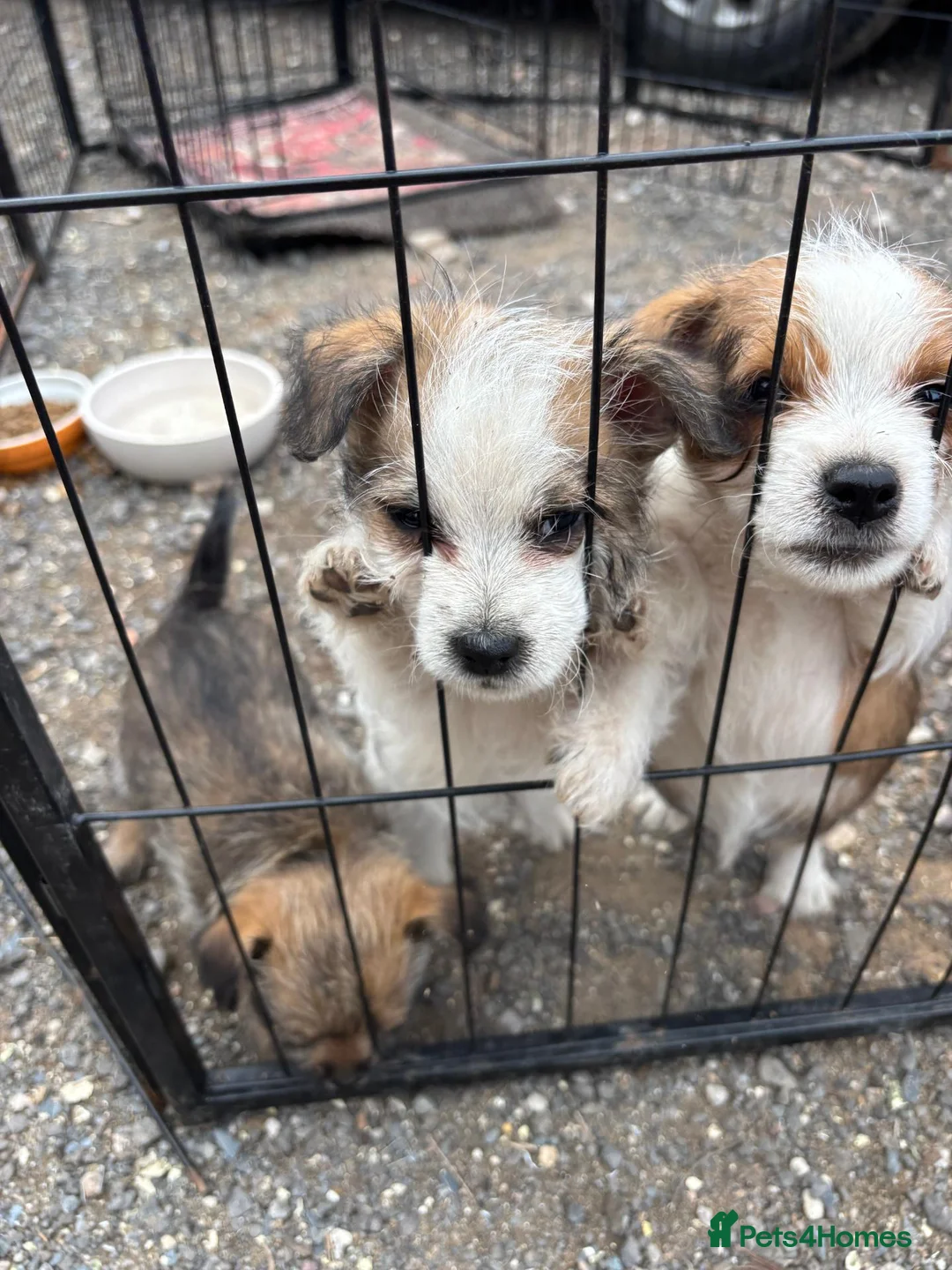 Mixed Breed dogs for sale: Adorable Shih Tzu/Jack Russell Puppies - Advert 2