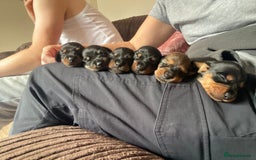 Miniature Dachshund dogs for sale: Miniature Dachshunds  - Image 3