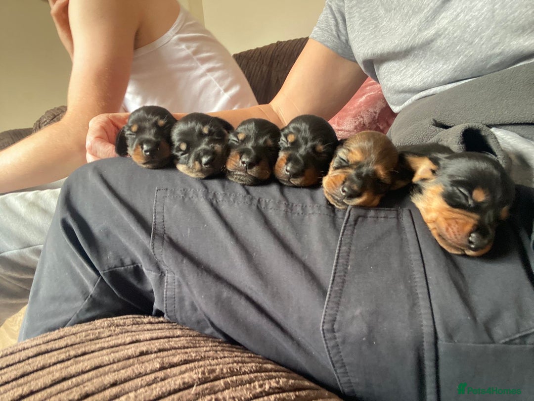Miniature Dachshund dogs for sale: Miniature Dachshunds  - Image 3
