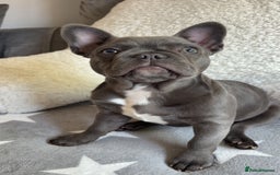 French Bulldog dogs for sale: French bulldog pup  - Image 2