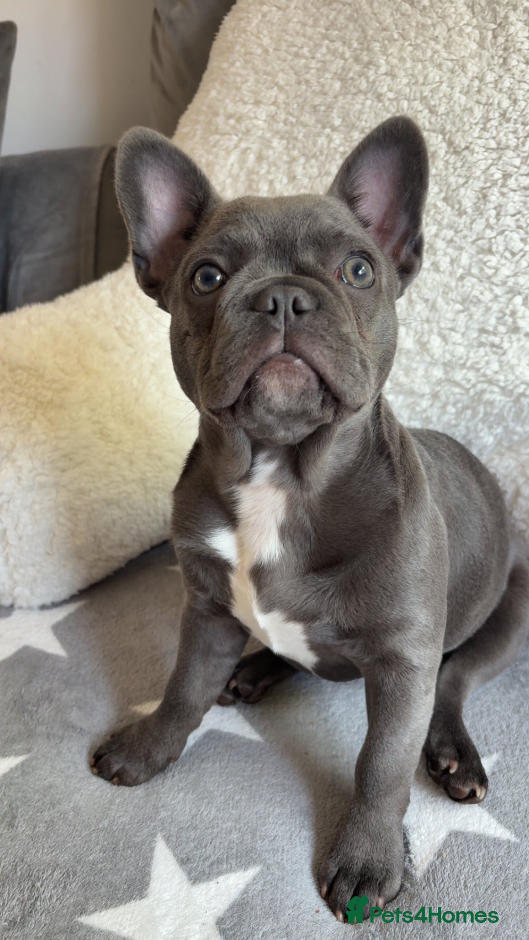 French Bulldog dogs for sale: French bulldog pup  - Image 2