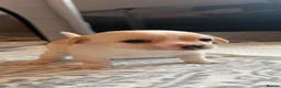 Chihuahua dogs for sale: Beautiful chihuahua babies - Advert 6