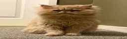 Persian cats for sale: Lovely Persian Boy 14 months old  in Telford - Advert 2