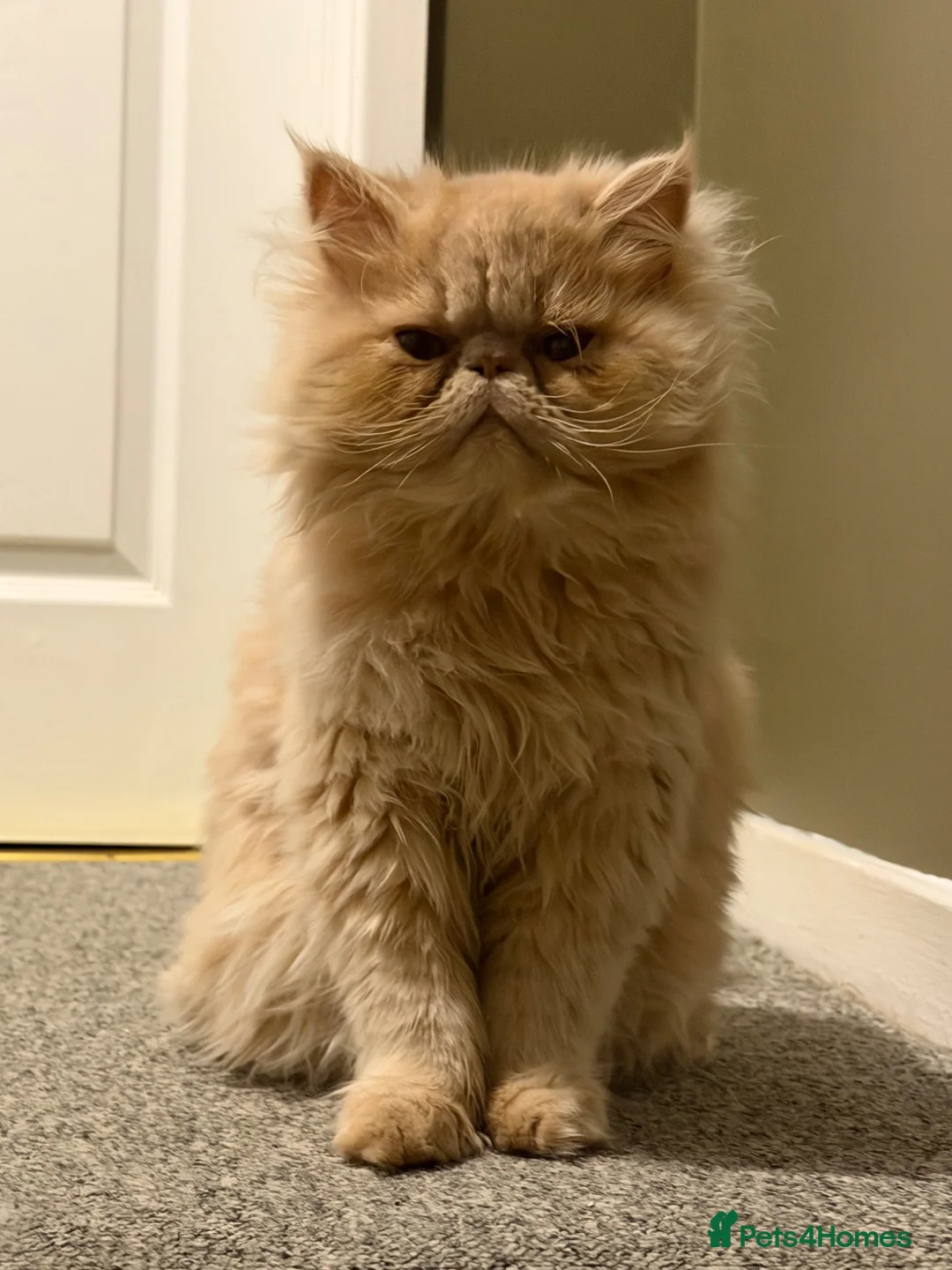 Persian cats for sale: Lovely Persian Boy 14 months old  in Telford - Advert 2